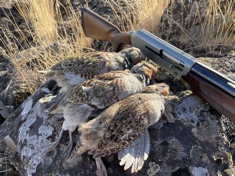 Bird Hunting – Five tips for hunting upland game birds | Western ...