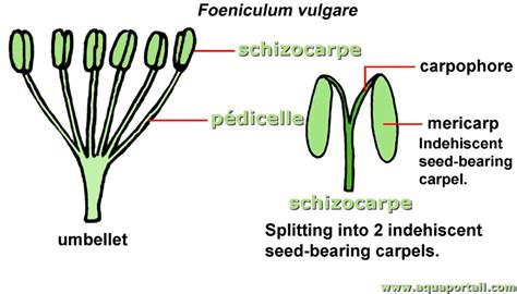 Carpophore : définition et explications