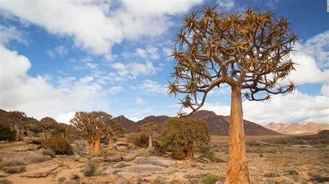 Succulent Karoo: The beautiful desert that's blooming with wildlife - CNN