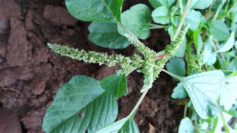 Amaranto repleto de nutrientes para a saúde e culinária