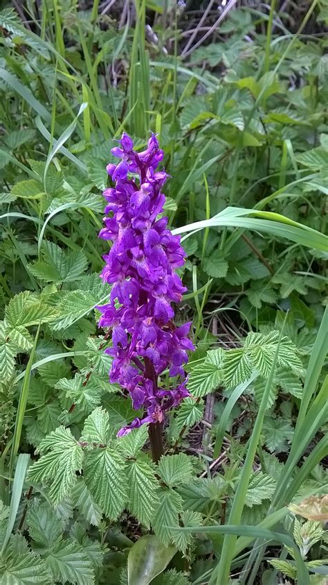 Purple flower in hedgerow | Purple flowers, Hedgerow, Flowers