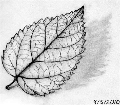 leaf drawing - Pesquisa do Google | Leaves sketch, Leaf drawing, Nature ...