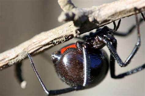 Black Widow Spider: Identification and Control - Owlcation