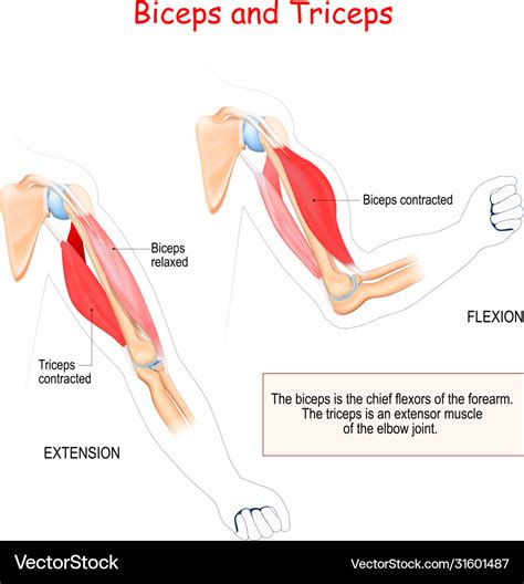 MUSCULOSKELETAL SYSTEM [CSEC HSB & BIOLOGY]