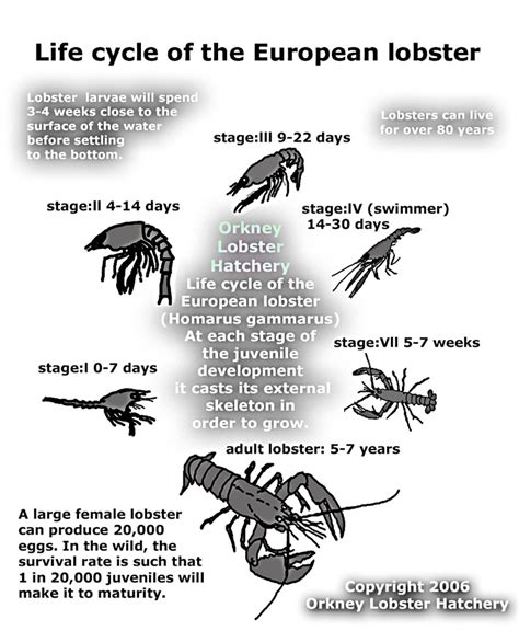 life cycle of the European lobster