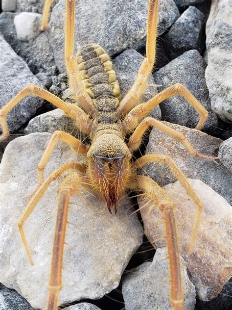 Up close and personal with a local camel spider : r/pics