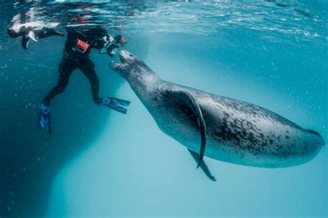 Polar photographer shares his view of a ferocious but fragile ecosystem ...