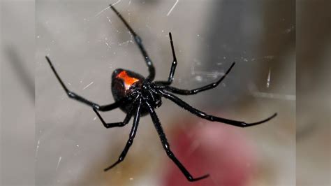 Spiders That Look Like Black Widows