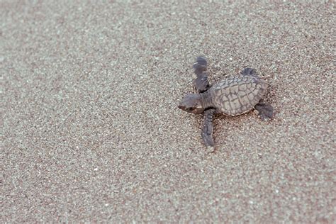 Pawikan (sea turtle) hatchlings - Photo courtesy of Cid Jacobo | Bataan ...