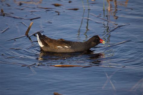 Common Moorhen Photograph by Doug Lloyd - Fine Art America