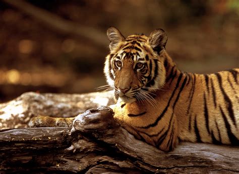 States Strive for Balance Between Tiger Conservation and Tourism - The ...