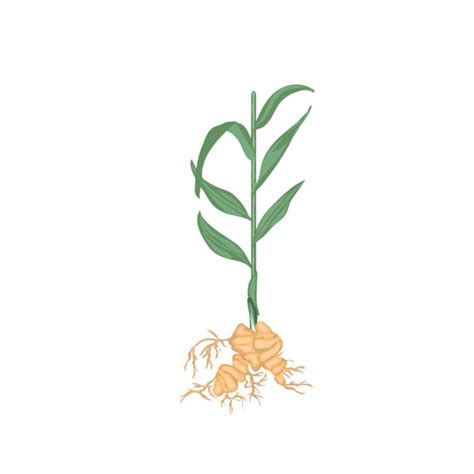 17,600+ Ginger Plant Stock Illustrations, Royalty-Free Vector Graphics ...