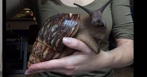 Giant African Land Snail Sighting Triggers Urgent Quarantine in South ...