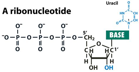 Notes on Nucleic Acids - DNA and RNA ~ Biology Exams 4 U