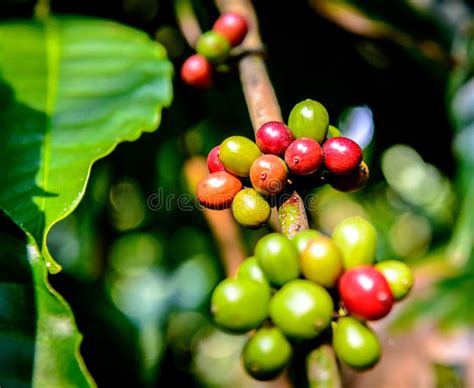 Coffee Plantation in South India Stock Photo - Image of tropical ...