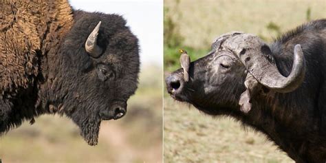 Bison Vs Buffalo: 6 Key Differences Between These Mammals