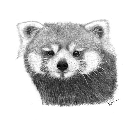 Red Panda Pencil Drawing