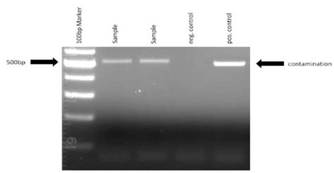 Homemade PCR Test for Mycoplasma Contamination