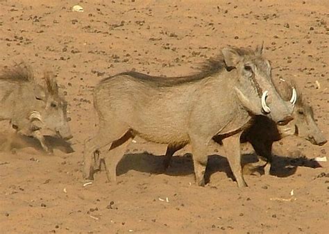 African species report: Warthog