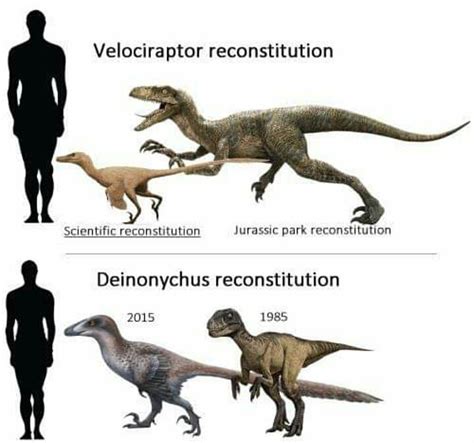 paleontologyworld.com on Instagram: “Velociraptor & Deinonichus ...