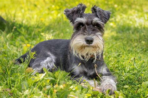 Miniature Schnauzer: Dog Breed Profile - Petland Florida