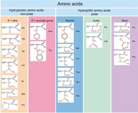 Amino Acid Properties and Structure - Creative Biostructure