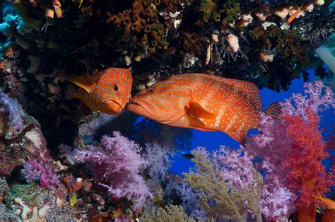 animals, National Geographic, Fish, Coral, Underwater Wallpapers HD ...