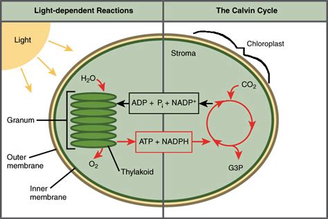 Quantifying The Inputs Of Atp And Nadph And Output Of Pi Masteringbiology