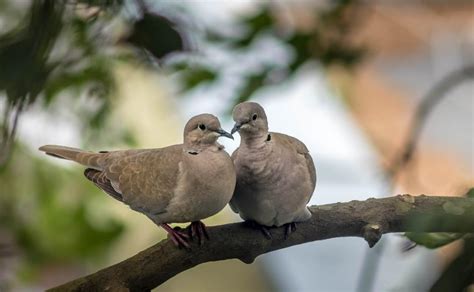 The Sweet Symbolism and Spiritual Meaning of Doves - BahaiTeachings.org