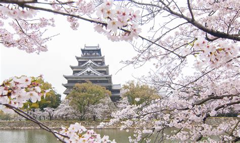 Ultimate 2024 Cherry Blossom Japan Guide — Everything You Need to Know