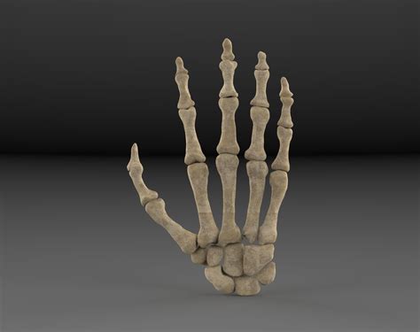 Hand bones 3D model | CGTrader