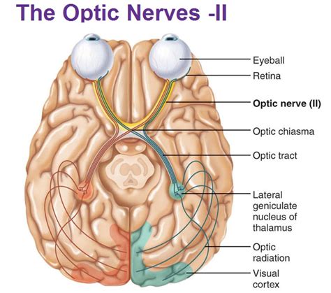 Peripheral Nervous System: Cranial Nerves - Antranik.org