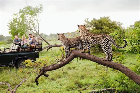 Safari in Yala National Park | Half and Full Day Safari in Yala Park