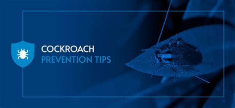 Prevent Cockroaches in Your Home | Cockroach Prevention Tips