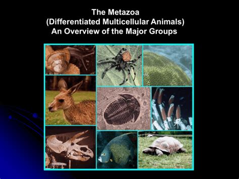 The Metazoa