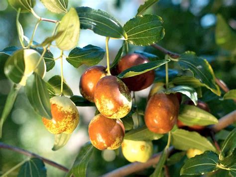 Plant jujube trees in any well-drained soil in full sun | Cape Gazette