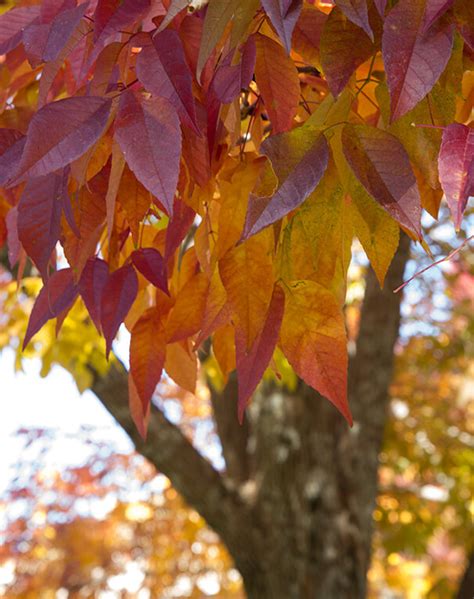 White Ash - Self-Guided Walking Tours - University of Maine