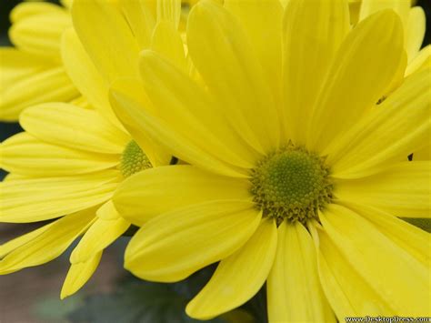 Yellow Daisy Wallpaper - WallpaperSafari