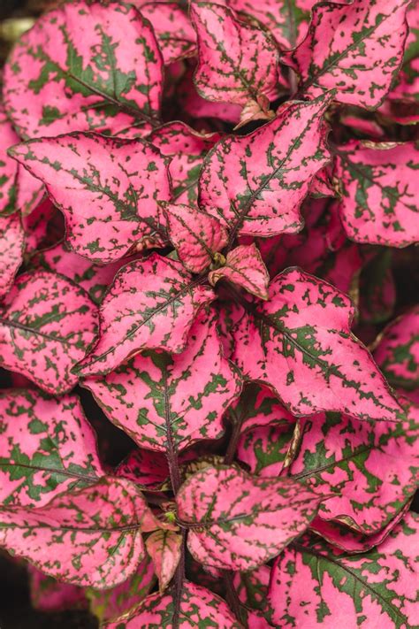 Hypoestes phyllostachya 'Rose' | Hippo™ Polka Dot Plant | Green Barn ...