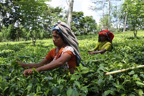 Insights into Tea Pluckers in Sri Lanka – Helping to Produce the Finest ...