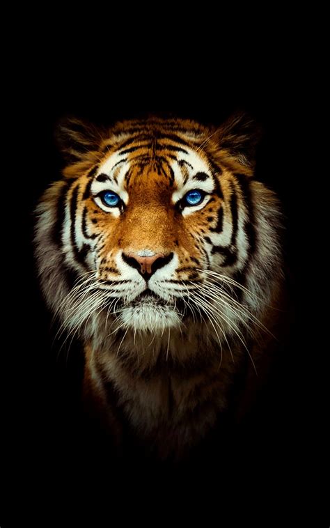 4K Tiger Wallpapers - Top Free 4K Tiger Backgrounds - WallpaperAccess