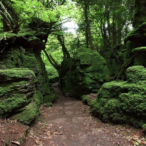 The Forest Of Dean, England | Magical forest, Forest of dean, Scenery