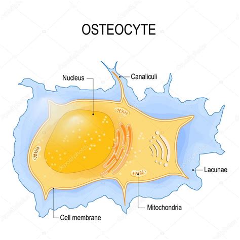 osteocitos. estructura de las células óseas 2024