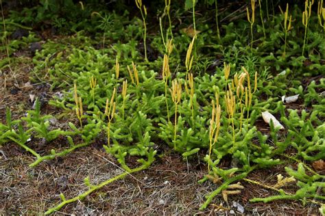 Clubmoss rich in history – Naturally North Idaho