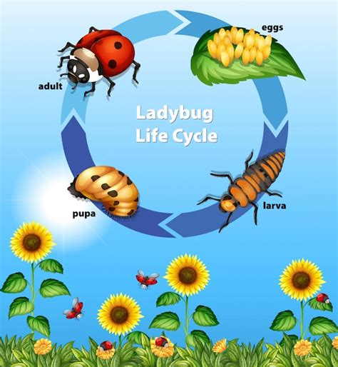 Diagram Showing Life Cycle Of Ladybug Life Cycle Leaves Transport | The ...