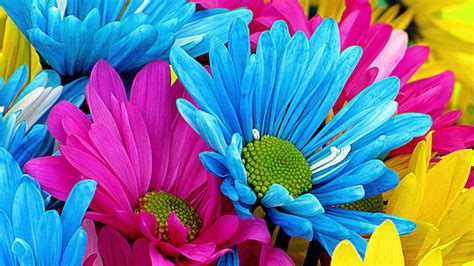 Gerbera Daisies Wallpaper (49+ images)