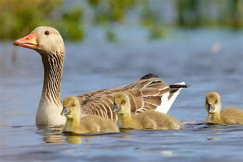 The Cruel Reality of Farming Geese | Vegan FTA