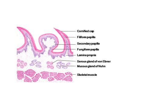 HISTOLOGY DIAGRAMS: Special histology- specific points