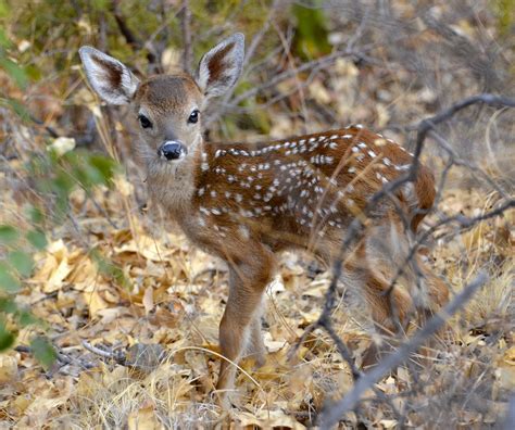 Images Of Wild Baby Animals