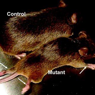 Model of laminin function in peripheral nerve myelination. During ...